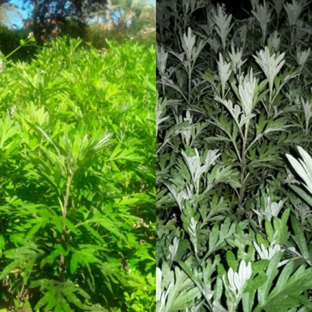 Artemisa Vulgaris - Miniatura 2