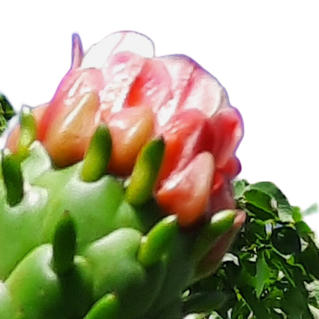 Cactus Austrocylindropuntia Subulata - Imagen 1