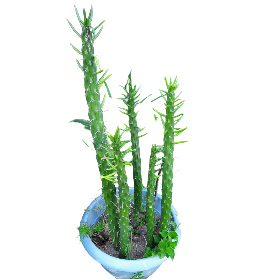 Cactus Austrocylindropuntia Subulata - Miniatura 2