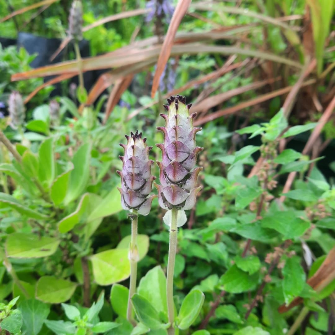 Boldo Paraguayo - Boldo Rastrero - Plectranthus Neochilus - Plectranthus Ornatus - Miniatura 3