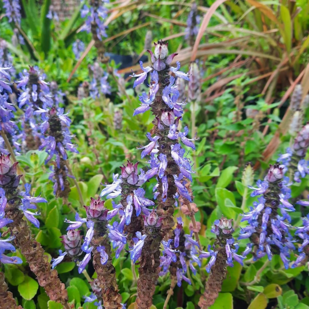Plectranthus Ornatus - Miniatura 2