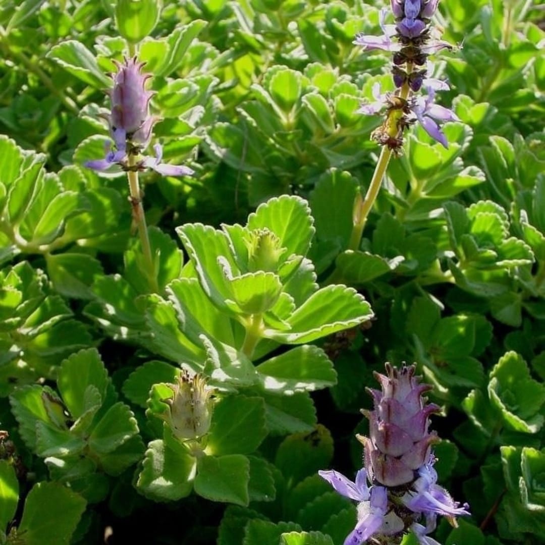 Boldo Paraguayo - Boldo Rastrero - Plectranthus Neochilus - Plectranthus Ornatus - Imagen 1