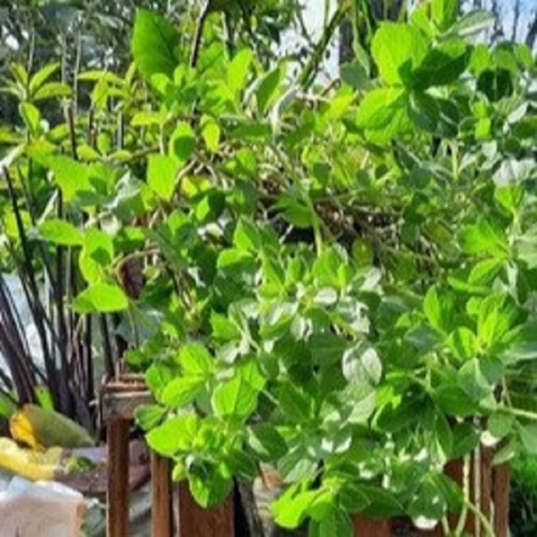 Plectranthus Ornatus - Miniatura 3