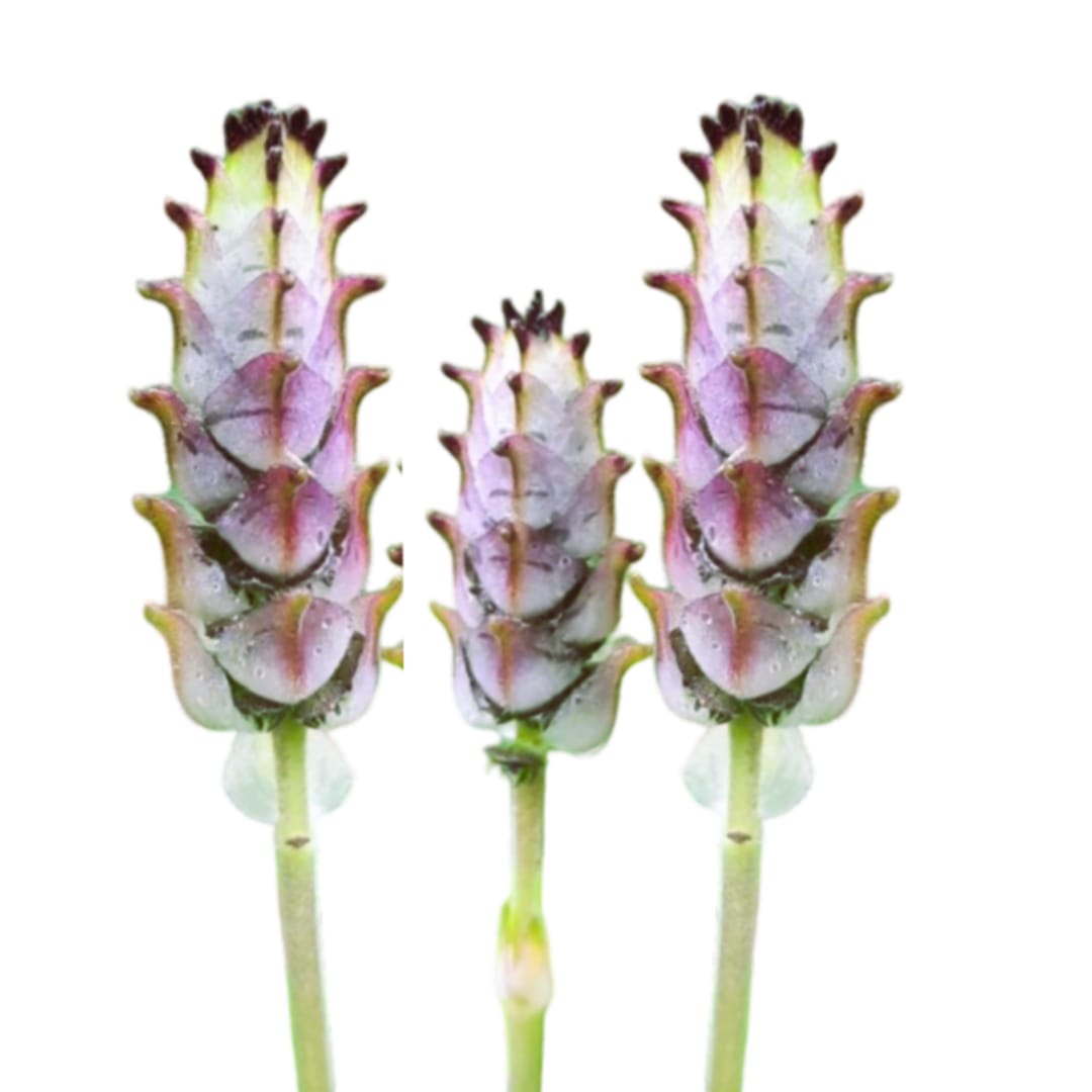 Plectranthus Ornatus - Imagen 1
