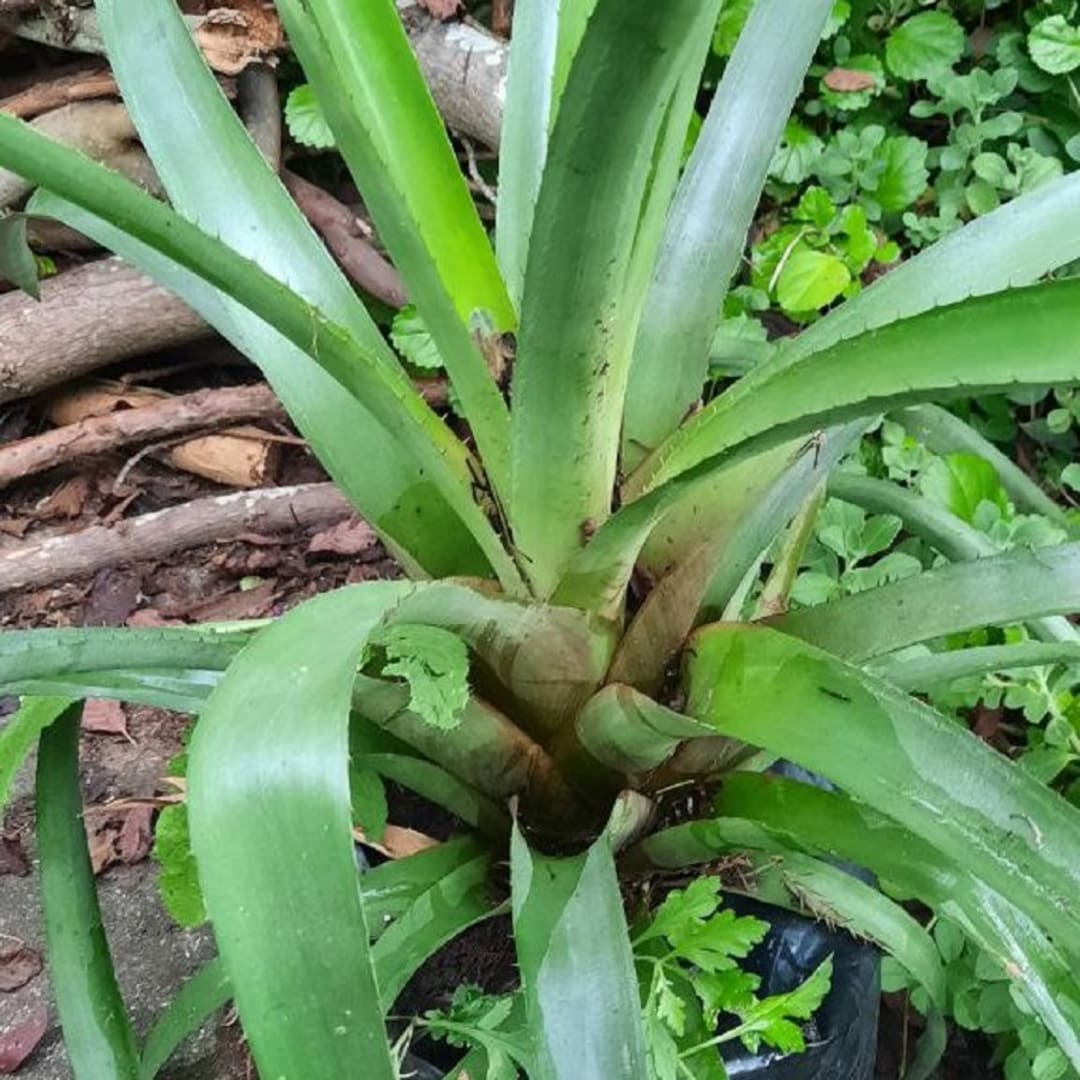 Bromelia Aechmea Caudata - Miniatura 3