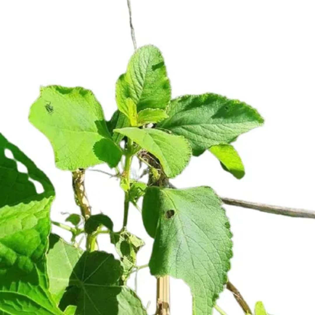 Boldo De La India - Plectranthus Barbatus - Coleus Forskolin - Imagen 1