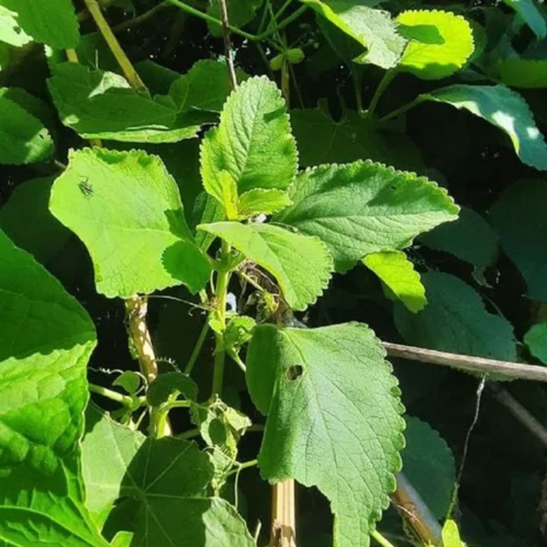 Boldo De La India - Plectranthus Barbatus - Coleus Forskolin - Miniatura 2