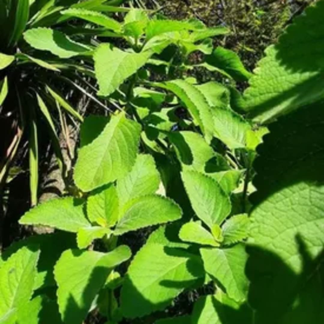 Boldo De La India - Plectranthus Barbatus - Coleus Forskolin - Miniatura 3