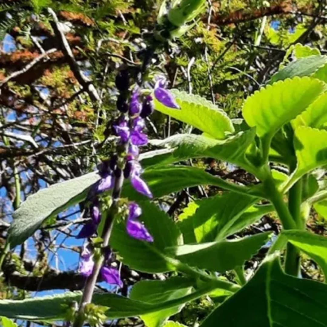 Boldo De La India - Plectranthus Barbatus - Coleus Forskolin - Miniatura 5