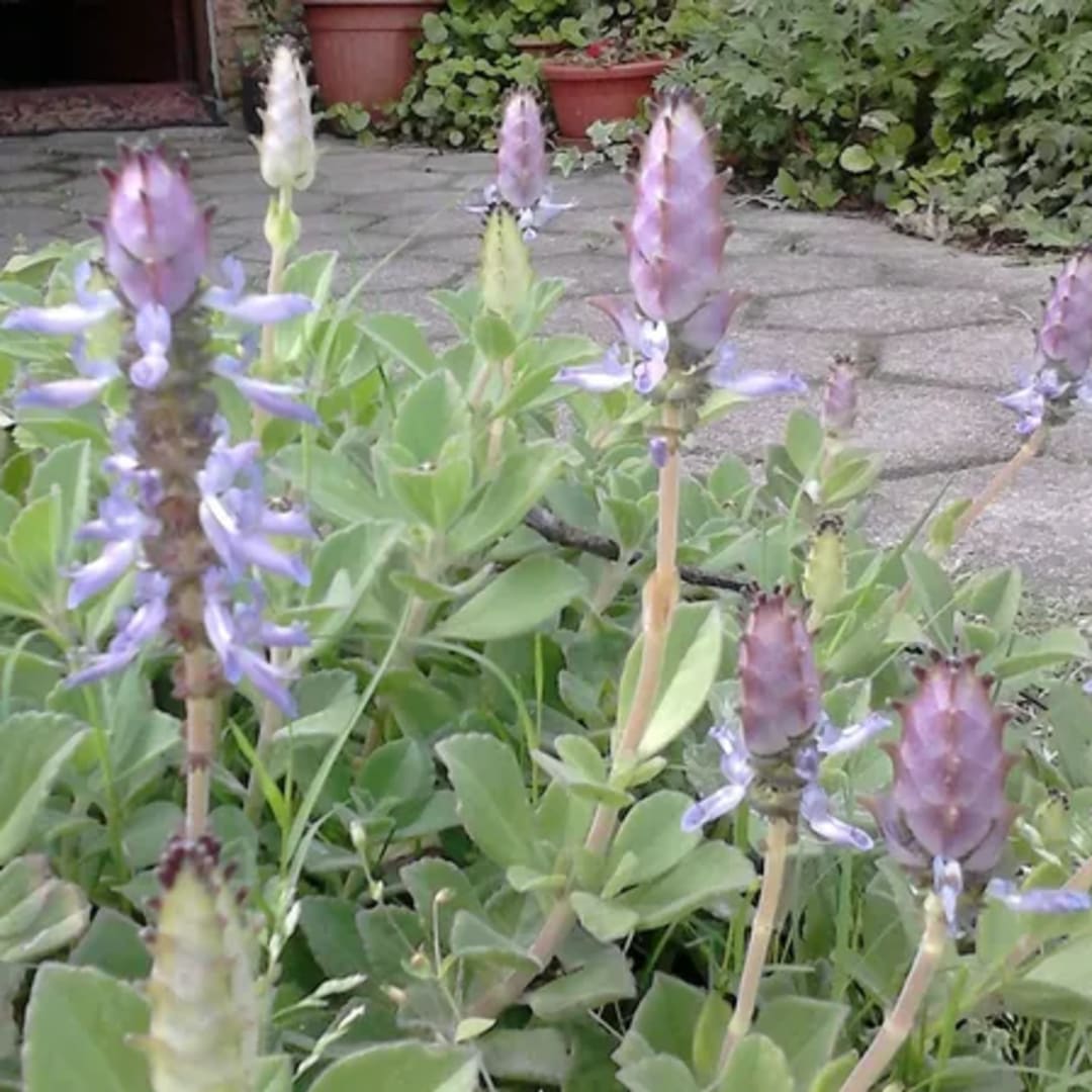 Boldo Paraguayo - Boldo Rastrero - Plectranthus Neochilus - Plectranthus Ornatus - Miniatura 2