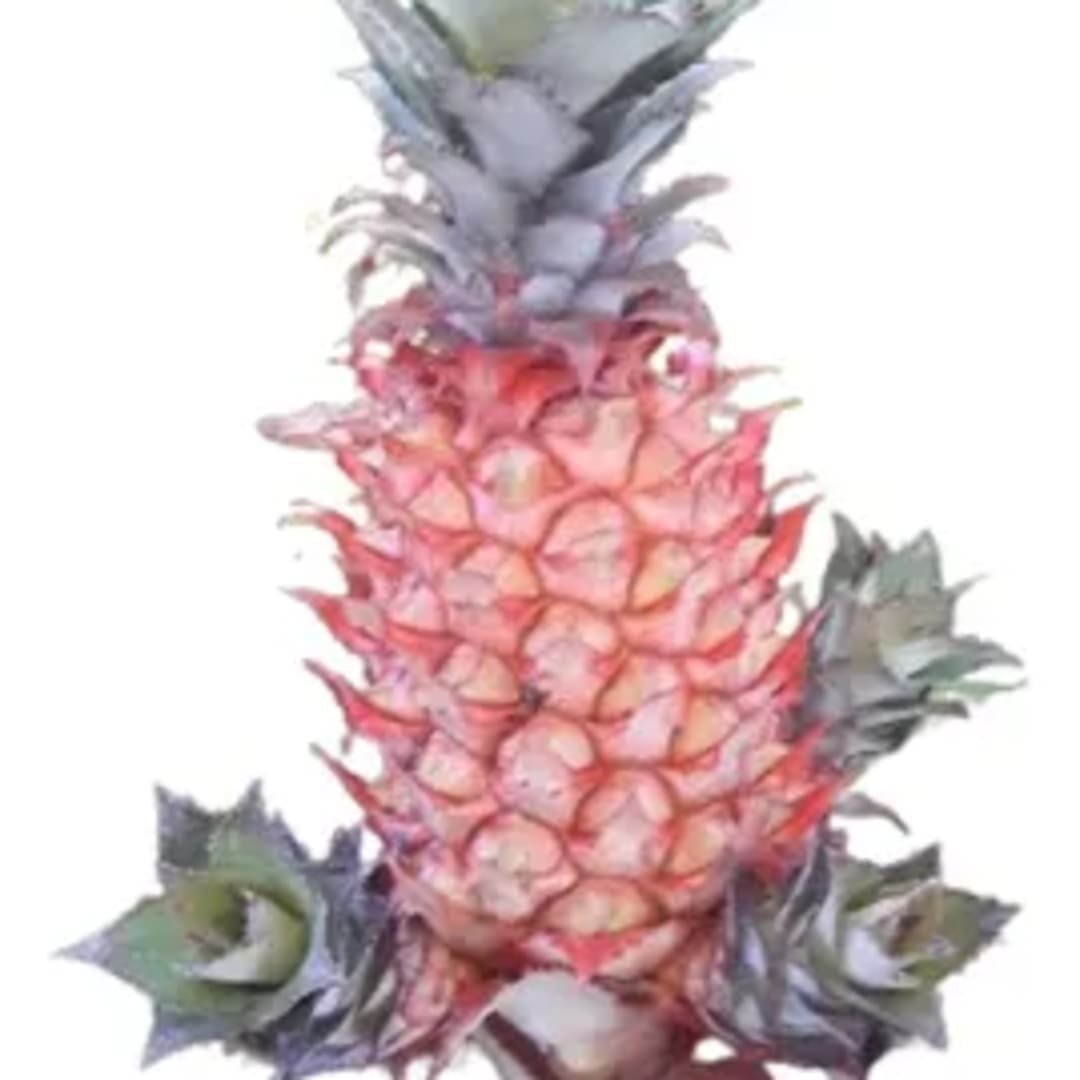 Bromelia Ananá Bracteatus - Imagen 1