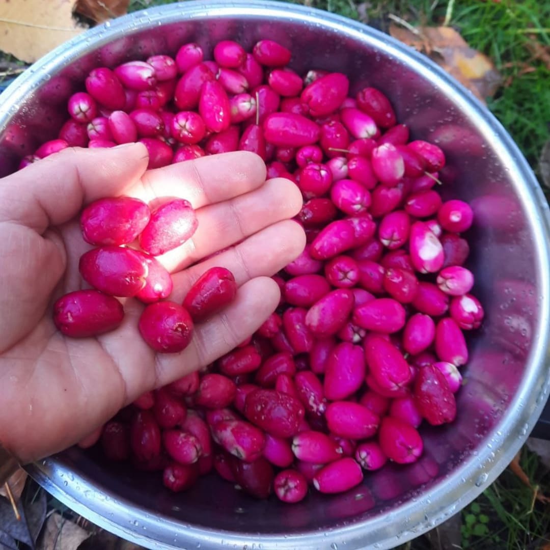 Semillas de Cereza Magenta,  Syzygium Paniculatum, Lilly Pilly, Lilliana Australiana  - 10 unidades - Miniatura 2