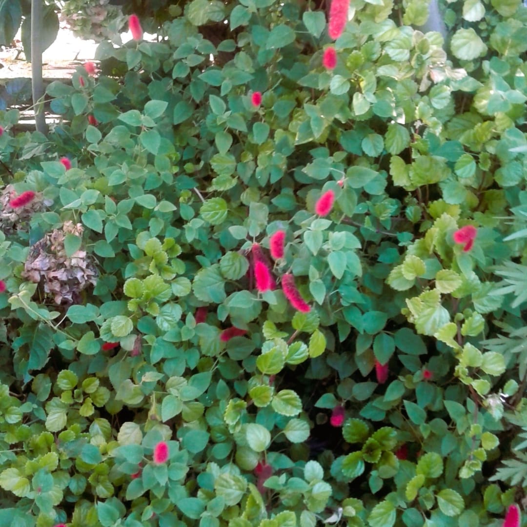 Acalypha Reptans - Cola de zorro - Chenilla - Acalifa, planta colgante, apoyante y cubre suelo - Miniatura 4