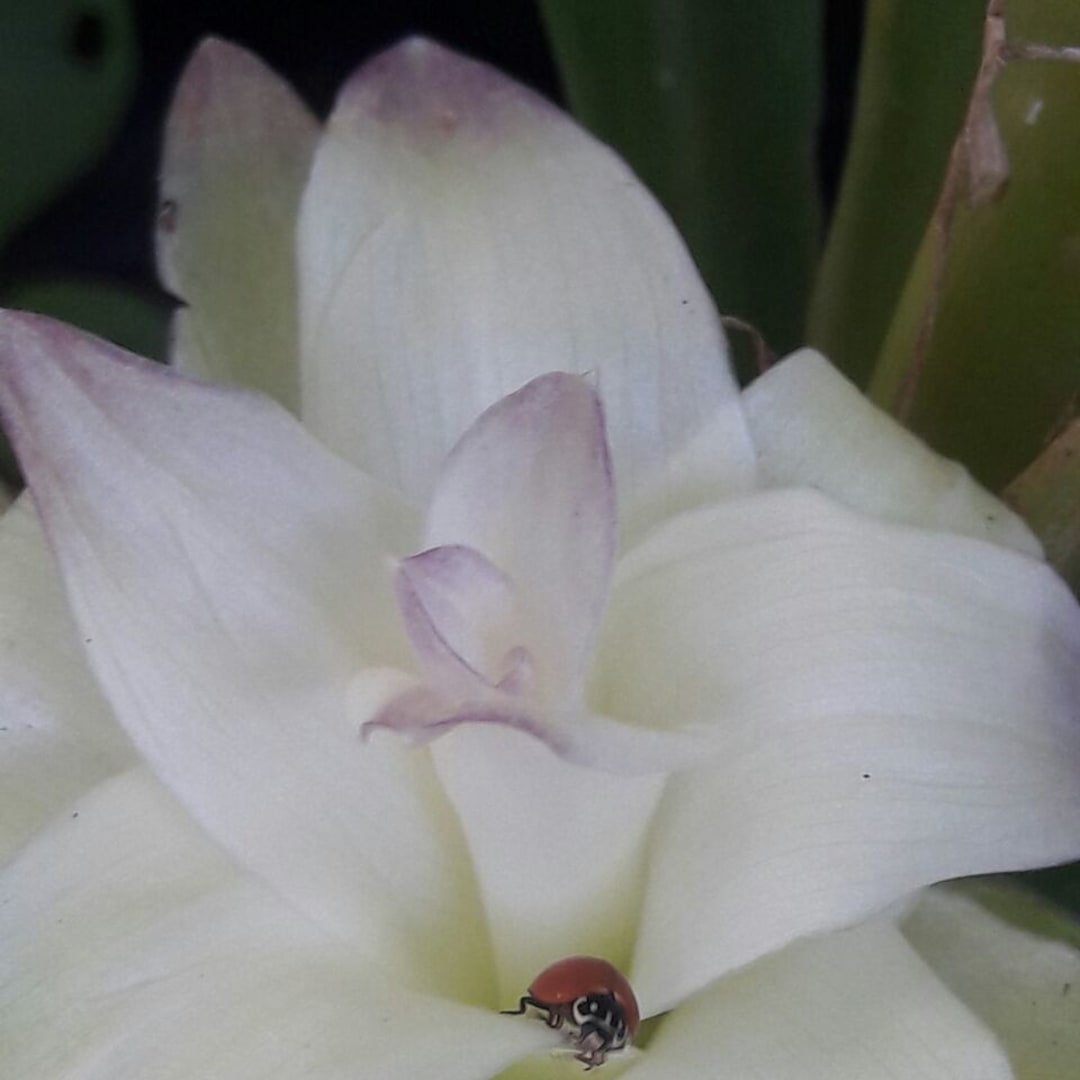 Cúrcuma Curcuma en polvo formulada con la pimienta orgánica justa - 50 gramos - Miniatura 6