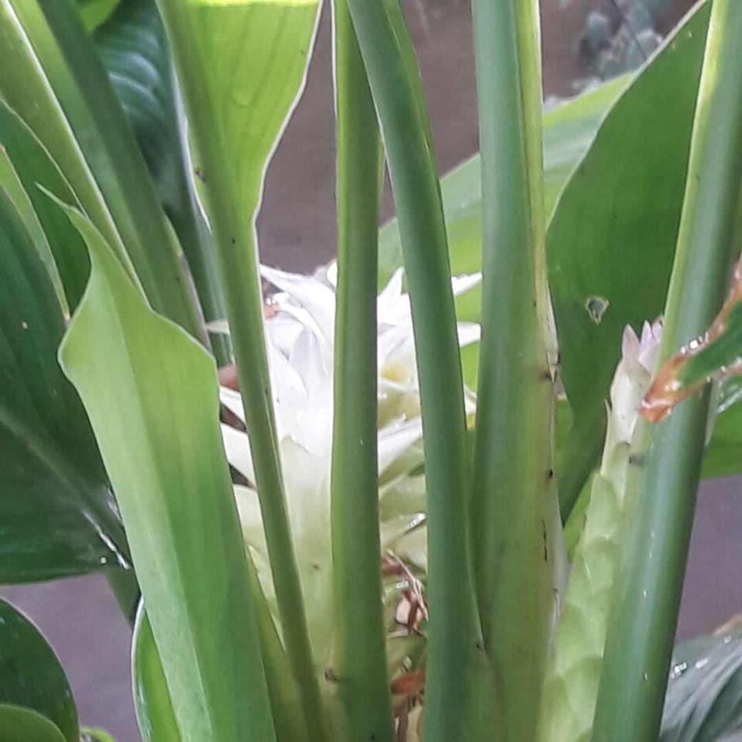 Cúrcuma Curcuma Longa - uruguaya, orgánica, pura, deshidratada, de mi siembra y cosecha - 50 gramos - Miniatura 6