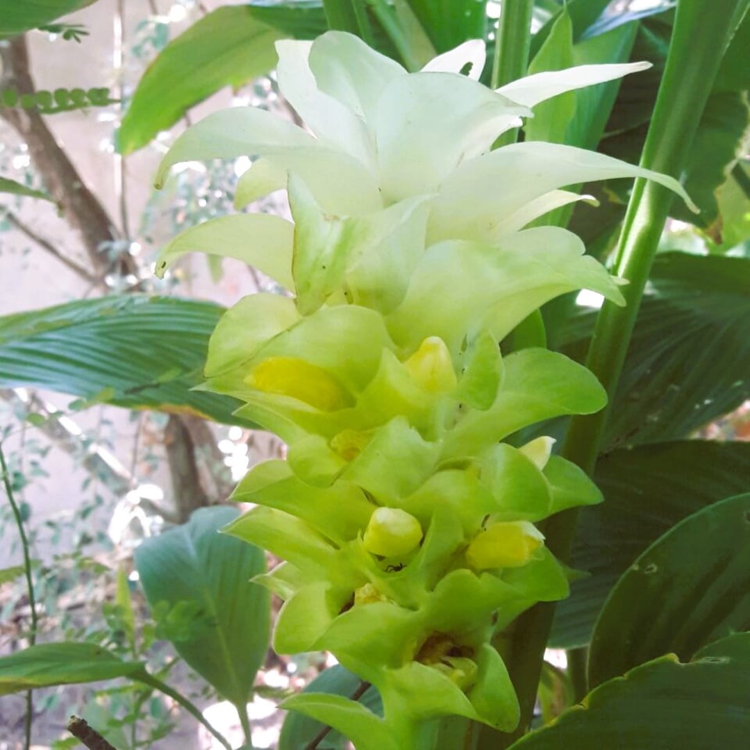 Cúrcuma Curcuma Longa - uruguaya, orgánica, pura, deshidratada, de mi siembra y cosecha - 100 gramos - Miniatura 6