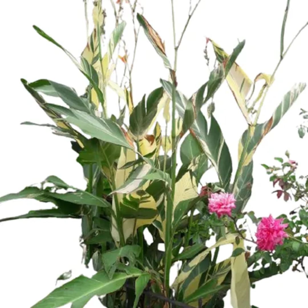 Caña De Las Indias Achira Canna Indica - Imagen 1