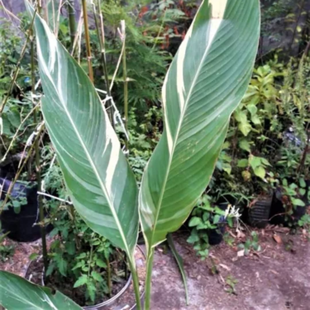 Caña De Las Indias Achira Canna Indica - Miniatura 2