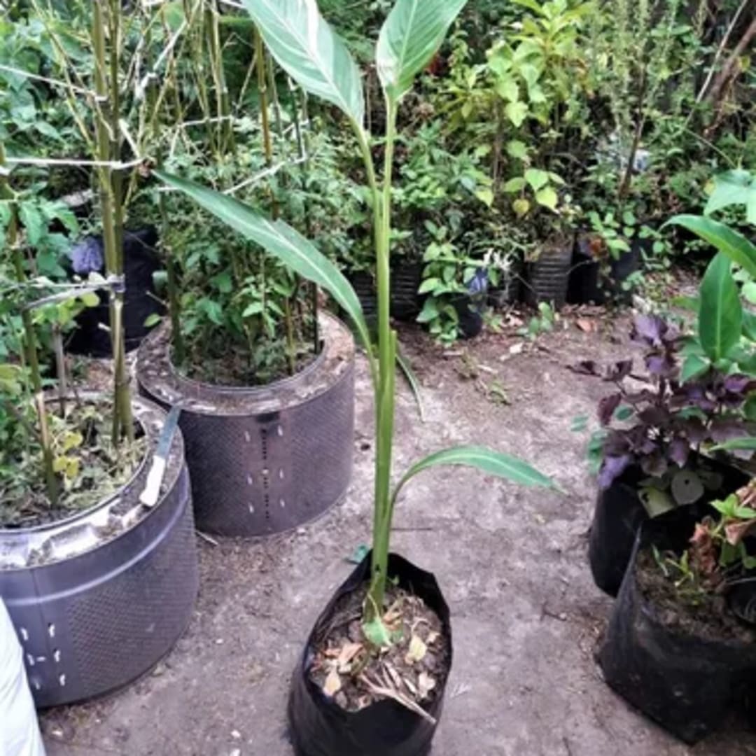 Caña De Las Indias Achira Canna Indica - Miniatura 3