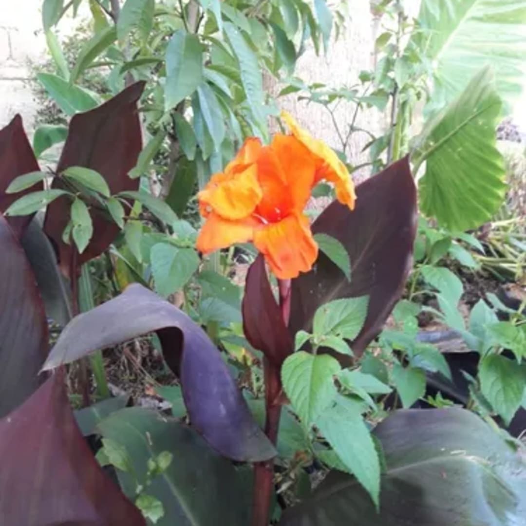 Caña De Las Indias Achira Canna Indica - Miniatura 5