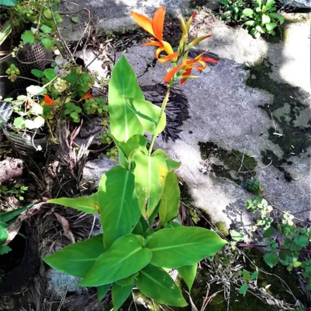 Caña De Las Indias Achira Canna Indica - Miniatura 6