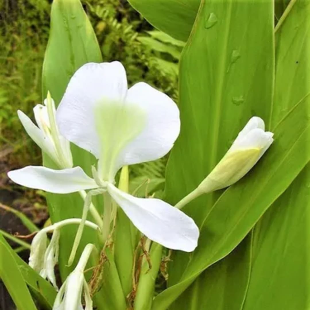Caña De Las Indias Achira Canna Indica - Miniatura 7