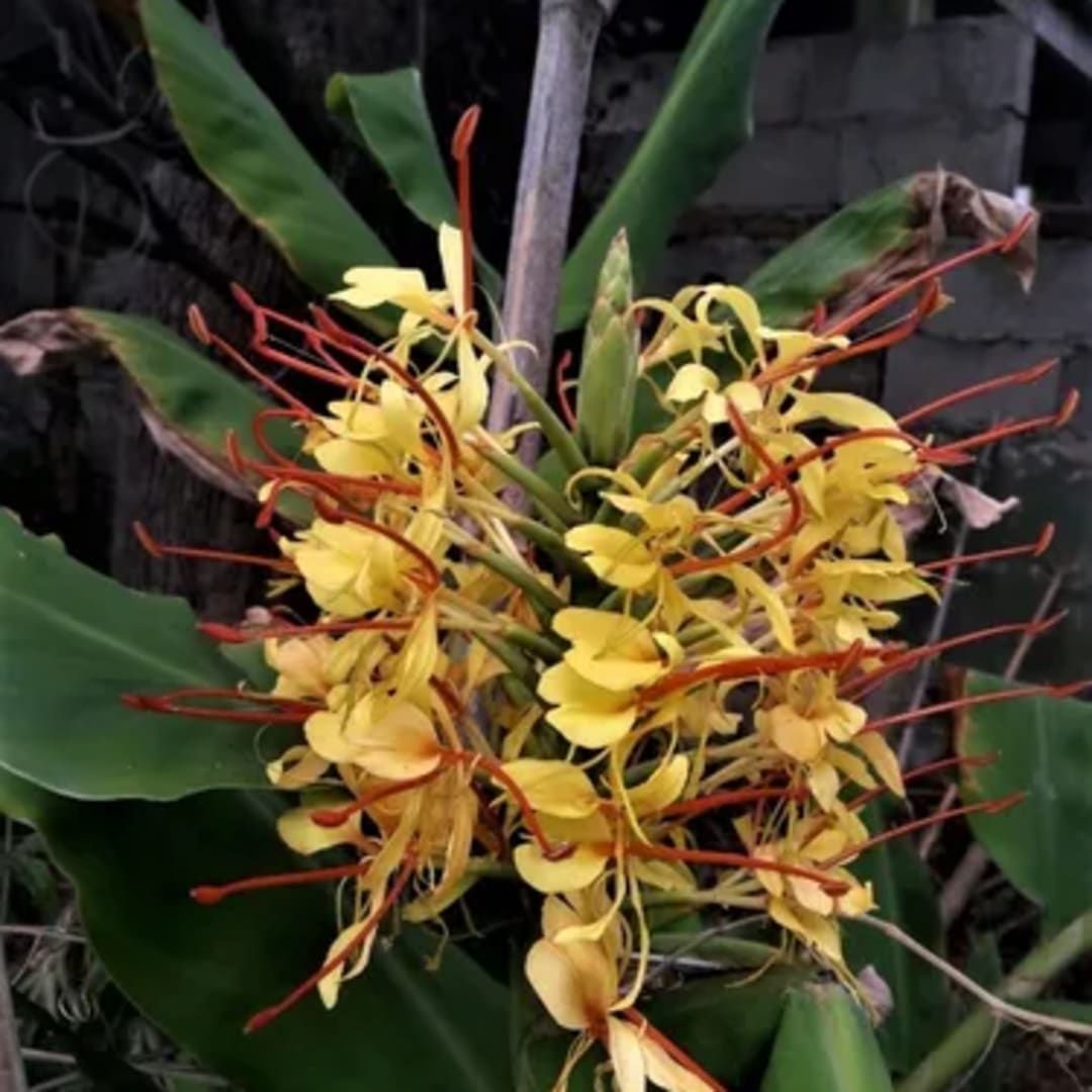Caña De Las Indias Achira Canna Indica - Miniatura 8