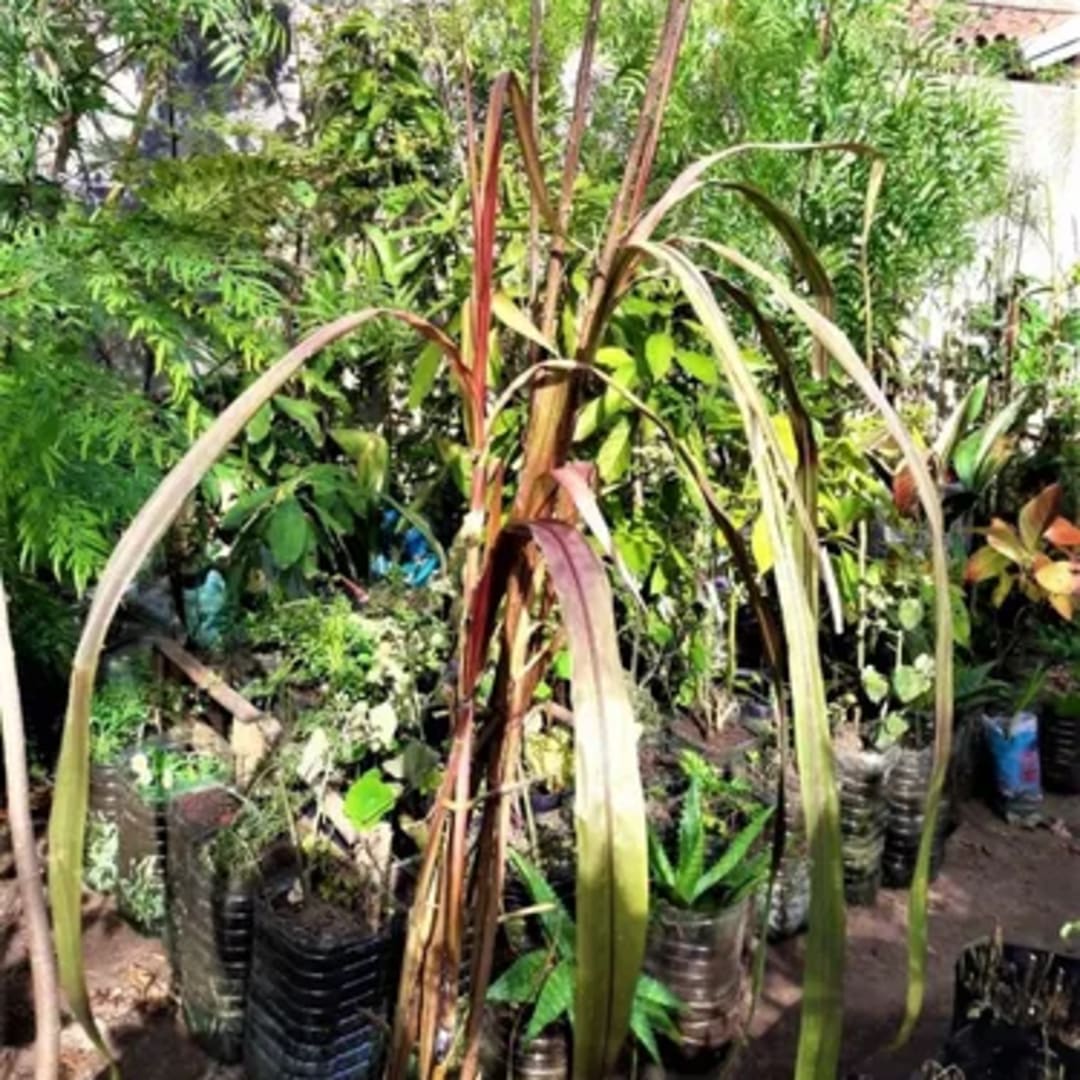 Caña Morada Saccharum Officinarum Rubrum - Miniatura 3