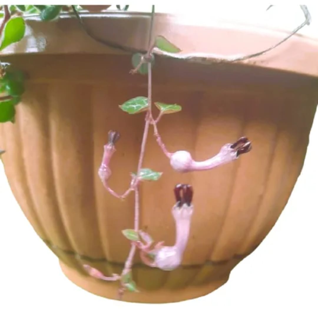 Ceropegia Woodii Collar de Corazones - Imagen 1