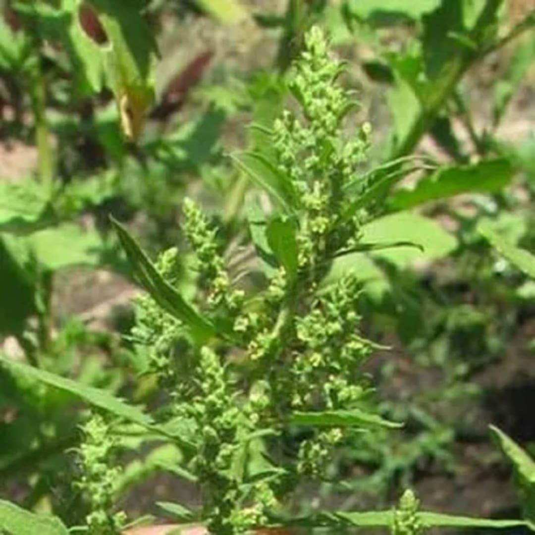 Chenopodium Ambrosoides Epazote - Miniatura 2