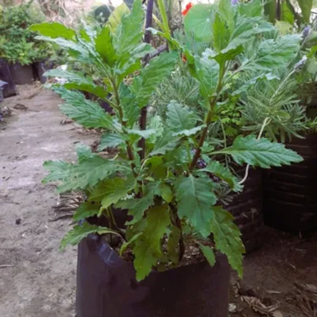 Chenopodium Ambrosoides Epazote - Miniatura 3