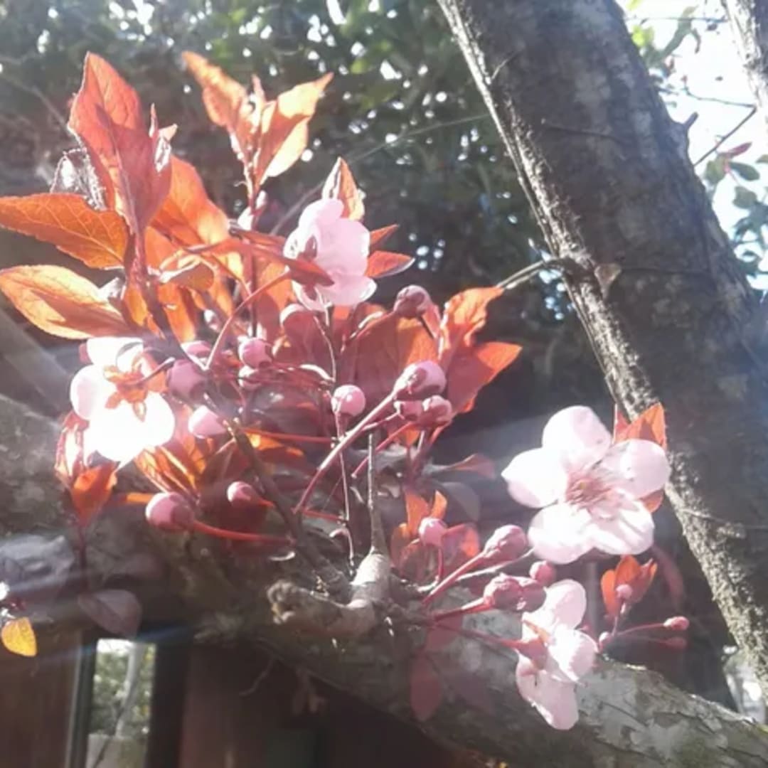 Ciruelo Prunus Cerasifera Pissardii - Miniatura 2