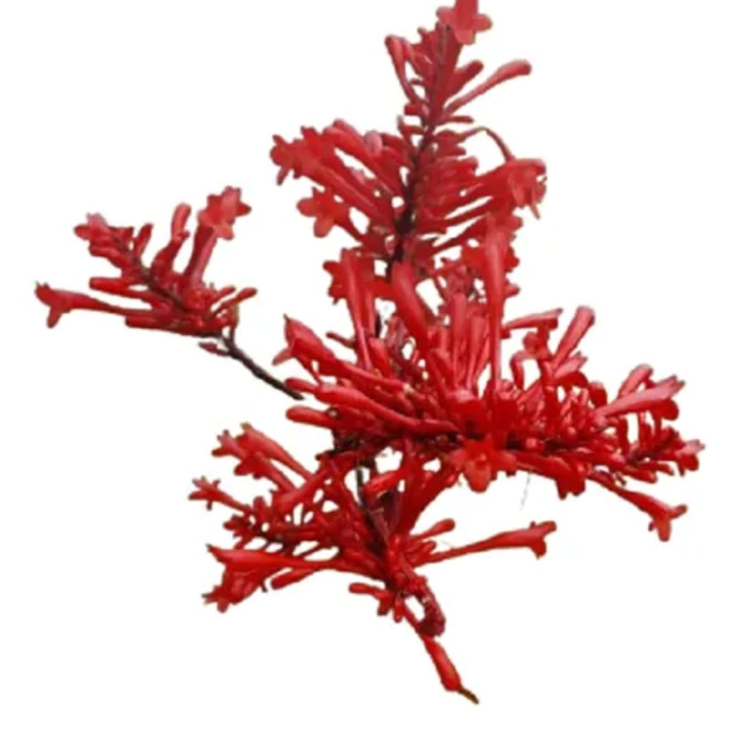Clavo De Fuego Coral De Jardín - Imagen 1