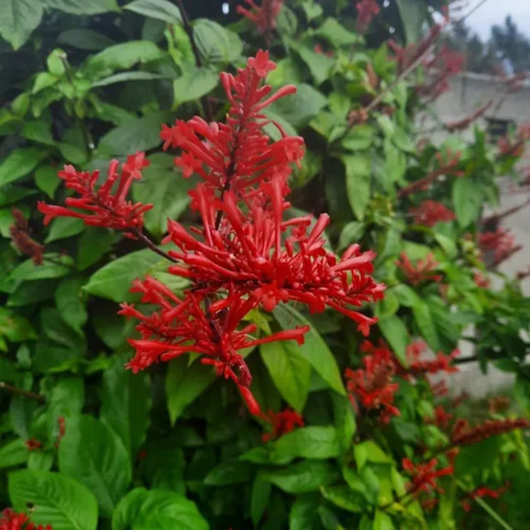 Clavo De Fuego Coral De Jardín - Miniatura 2