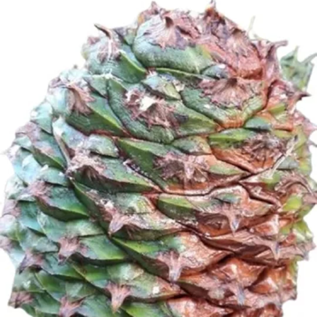 Conífera Araucaria Bidwillii - Imagen 1