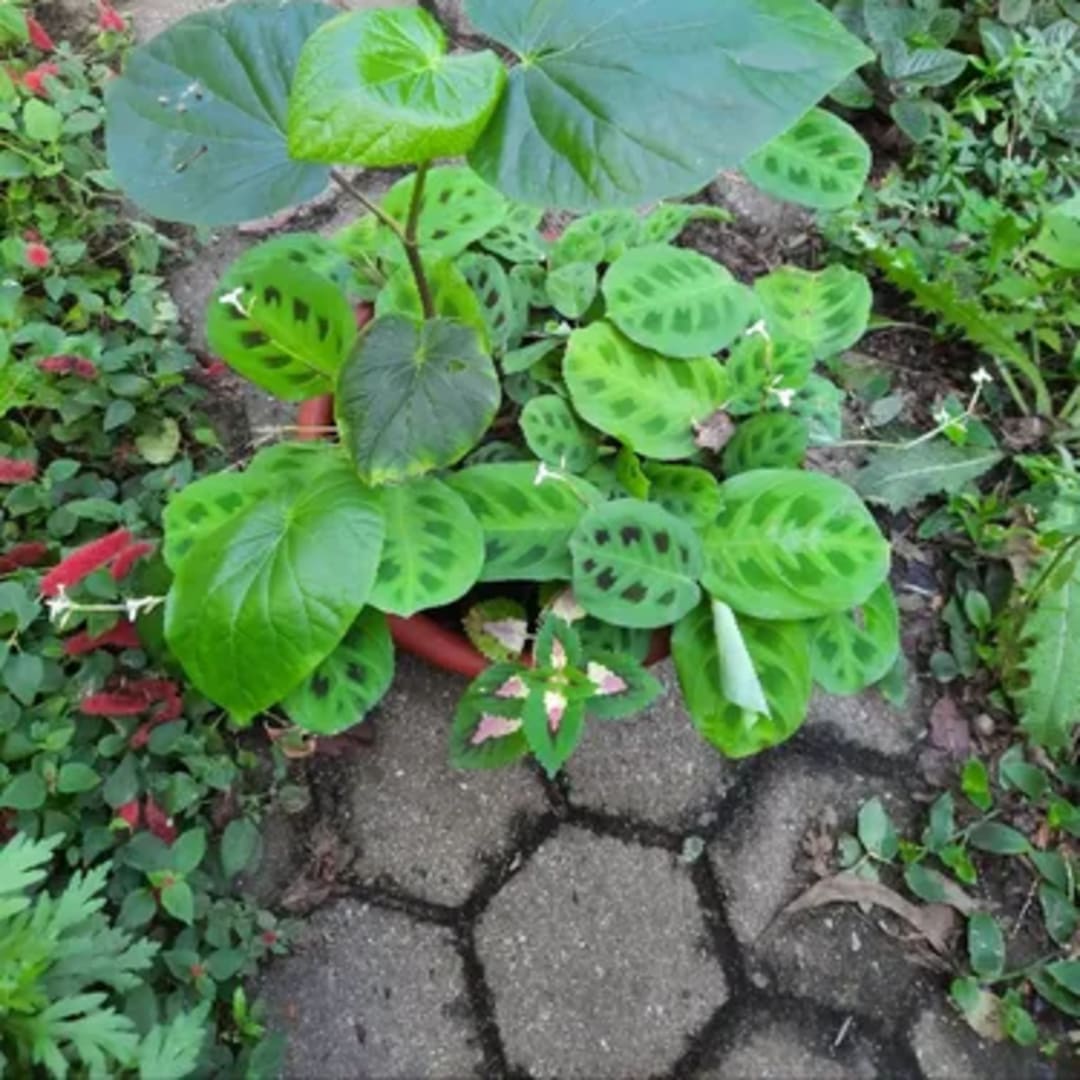 Cretona Maranta Piper 3 Plantas en una sola maceta - Miniatura 2