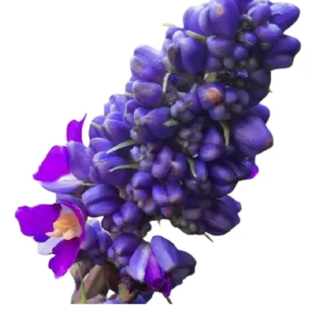Dichorisandra Thyrsiflora - Blue Ginger - Genjibre azul - Jengibre Azul - Marianinha -  Brazilian Ginger - Zafiro azul - Imagen 1