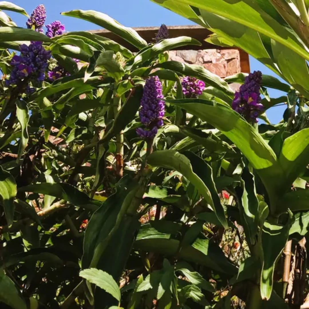Dichorisandra Thyrsiflora - Blue Ginger - Genjibre azul - Jengibre Azul - Marianinha -  Brazilian Ginger - Zafiro azul - Miniatura 2