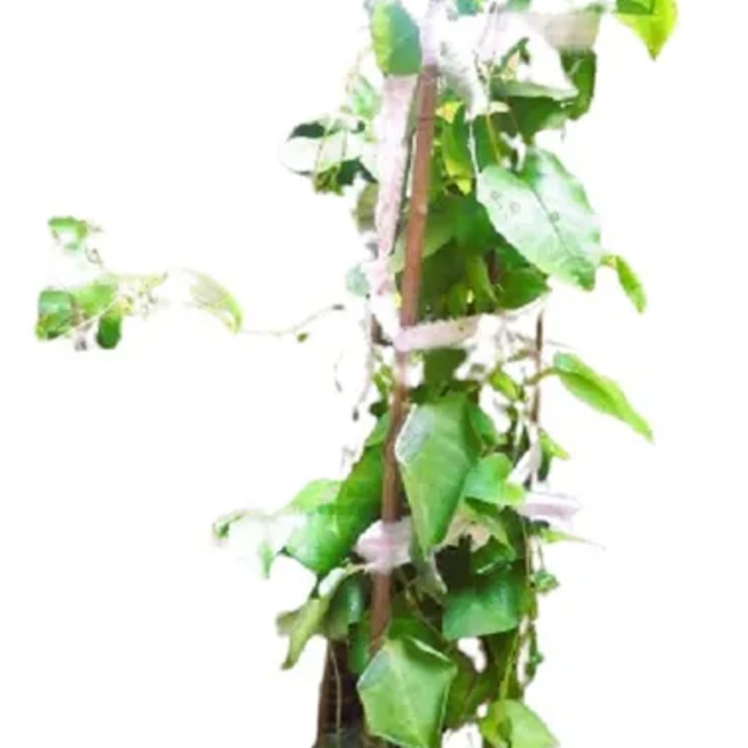 Enredadera Nativa Comestible - Imagen 1