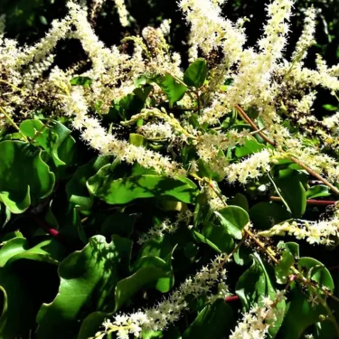 Enredadera Nativa Comestible - Miniatura 2