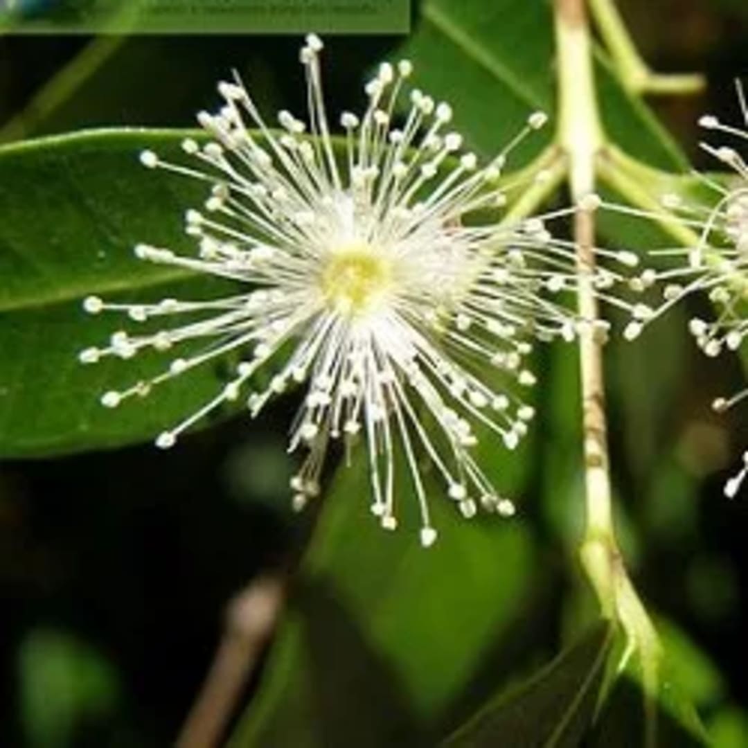 Arrayán - Myrtus communis – Mirto - Mapudungun - Arbusto de monte nativo - Medicinal - Imagen 1