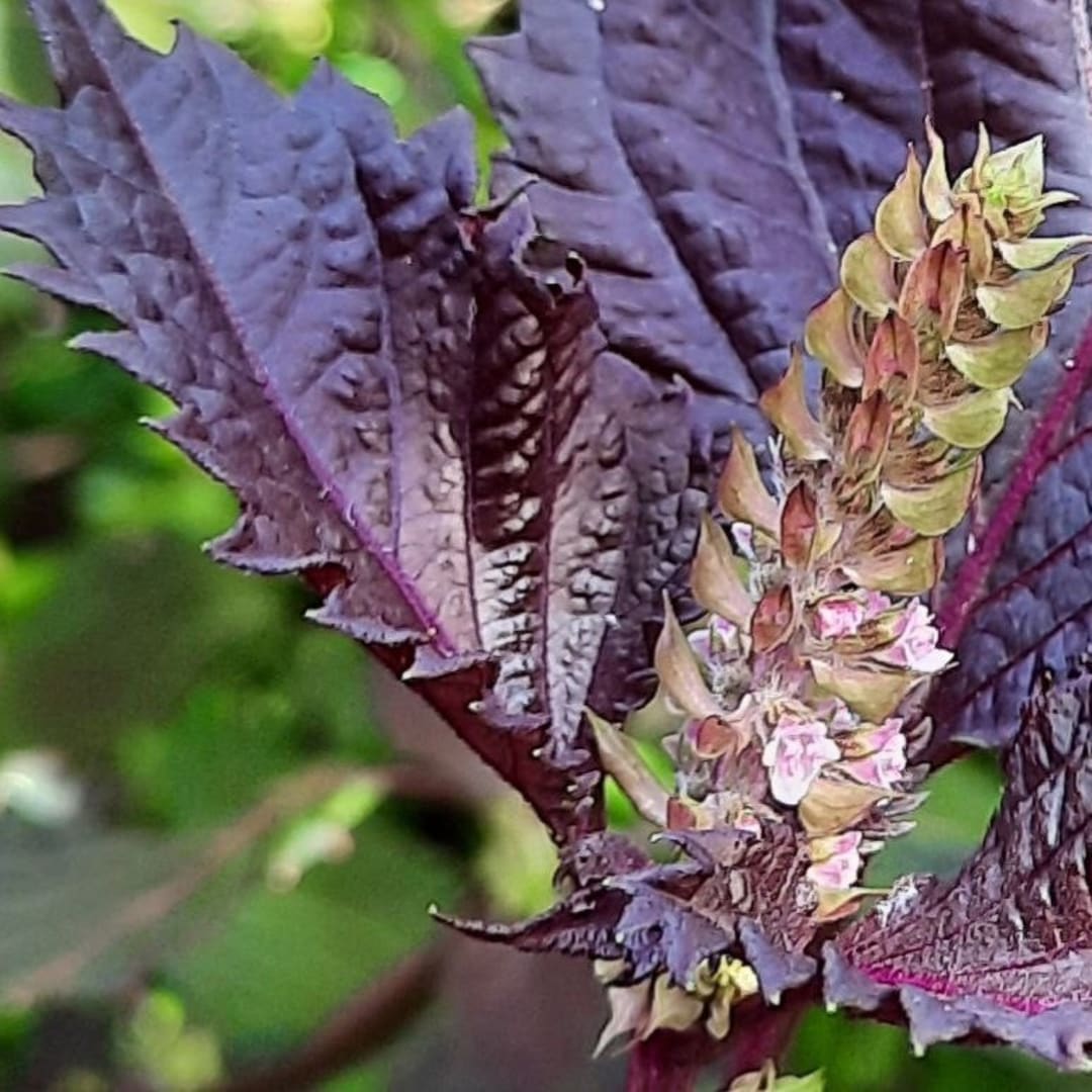 Perilla Frutescens Shiso Molida - 15 gramos - Miniatura 4
