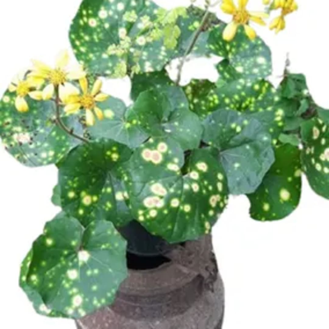 Farfugium J. Aureomaculata - Imagen 1