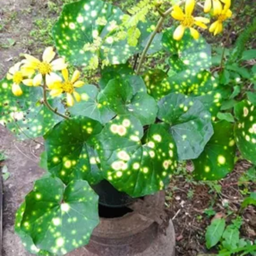 Farfugium J. Aureomaculata - Miniatura 2