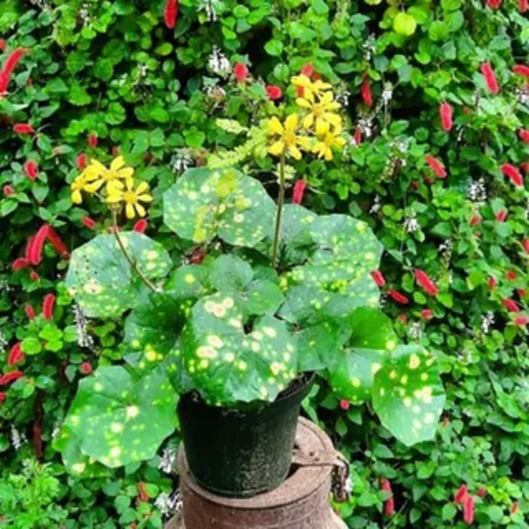 Farfugium J. Aureomaculata - Miniatura 3