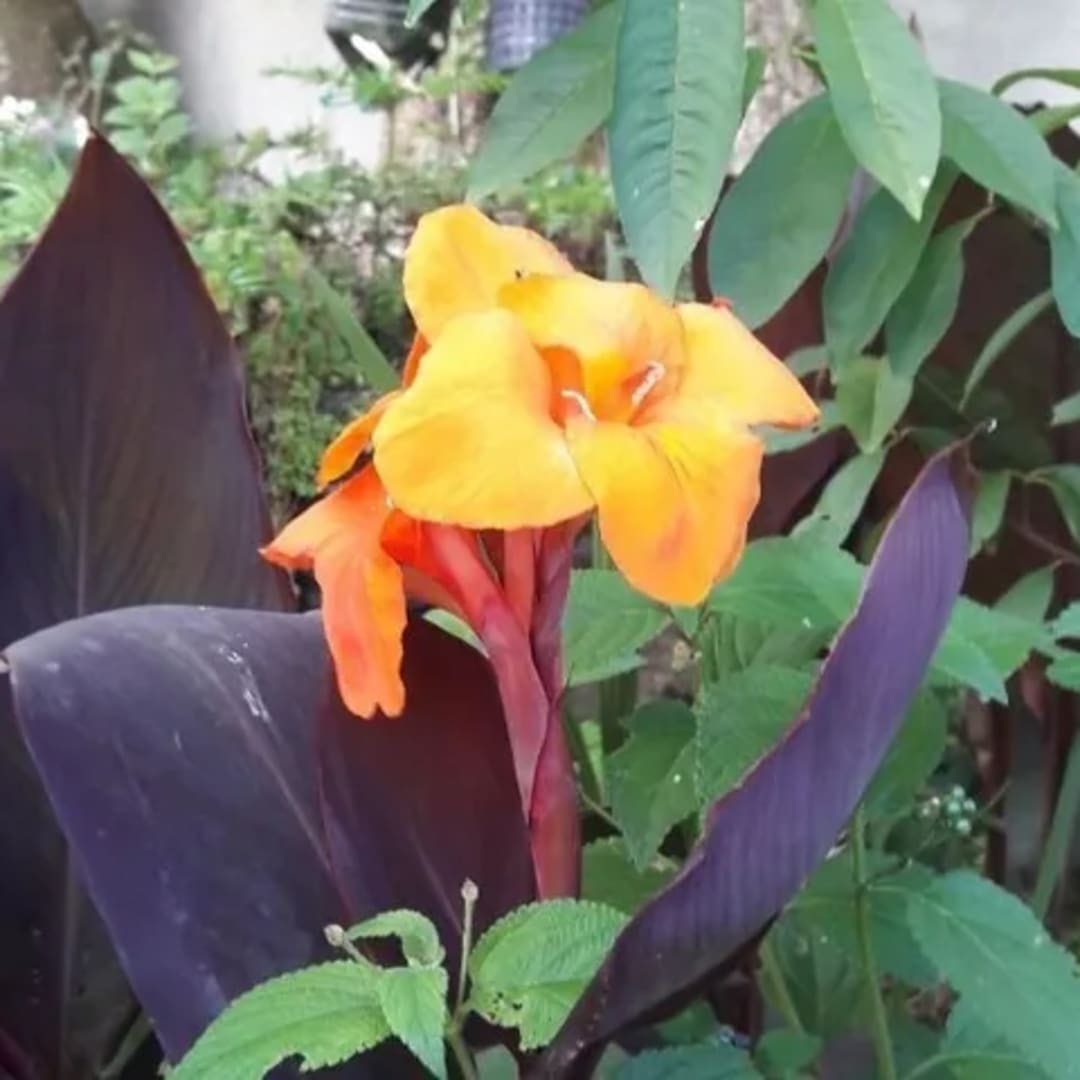 Flor Naranja Hoja Morada Achira - Miniatura 2