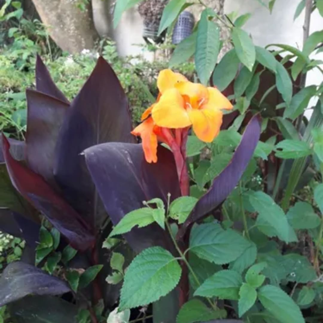 Flor Naranja Hoja Morada Achira - Miniatura 7