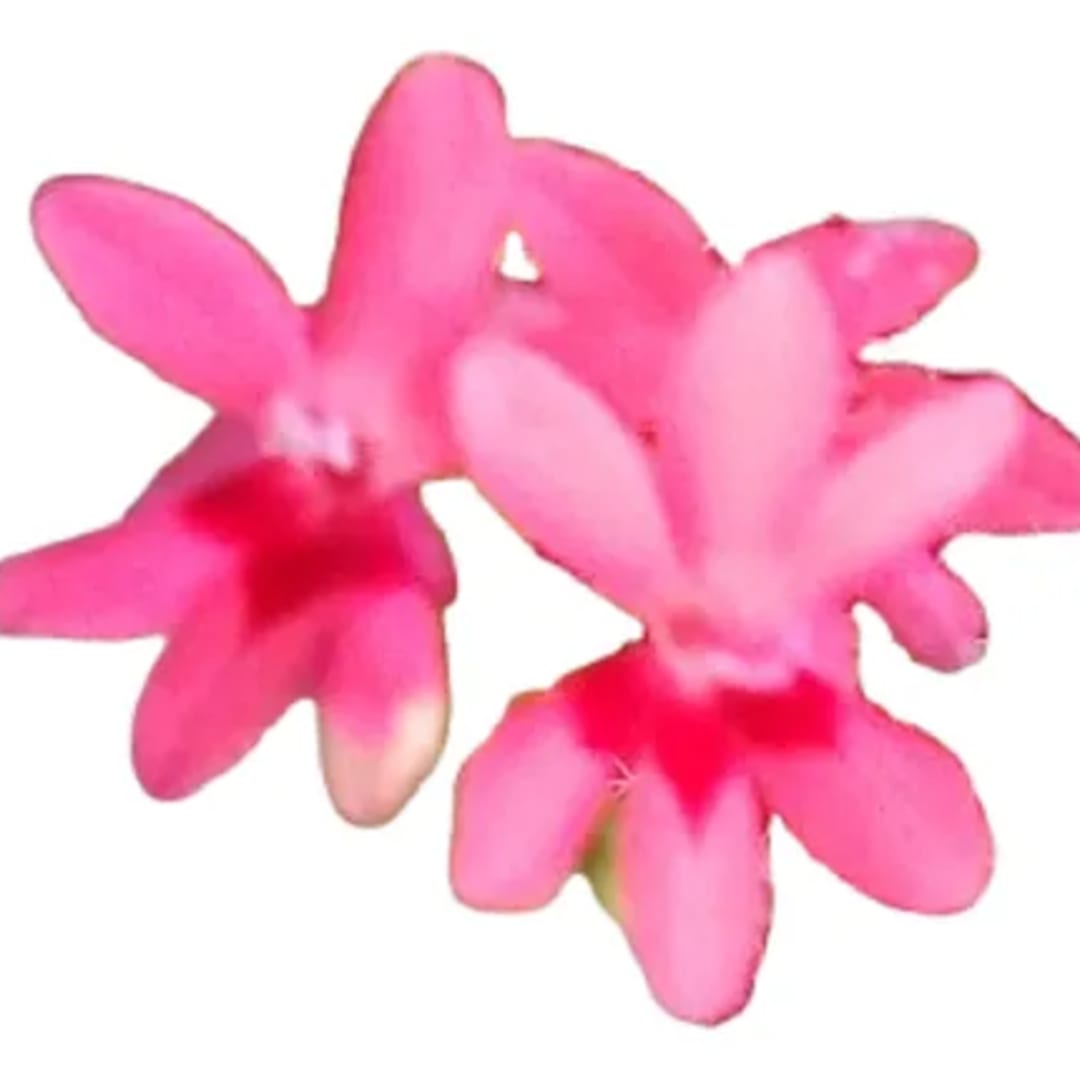 Freesia Laxa Fresia Iris  Rojo - Imagen 1