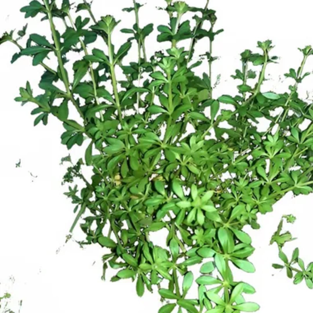 Galium Amor De Hortelano - Imagen 1