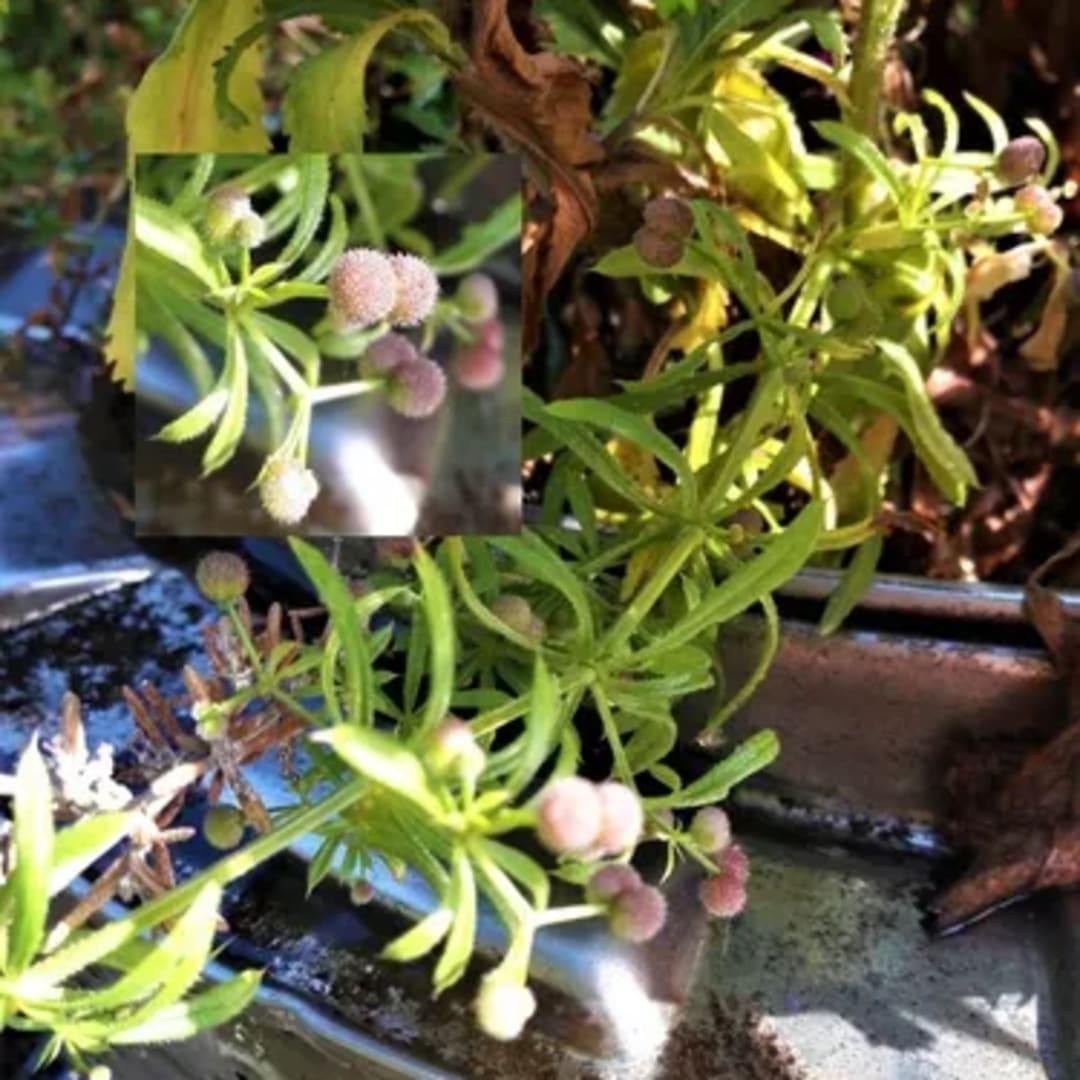 Galium Amor De Hortelano - Miniatura 2